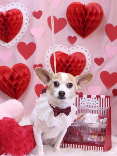 20240224うにちゃん